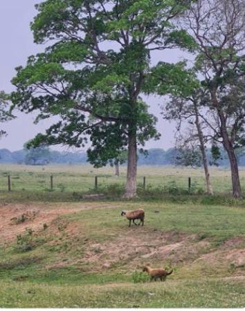 Propriedade rural em Corumbá — 1.600 ha — foto 1 de 7