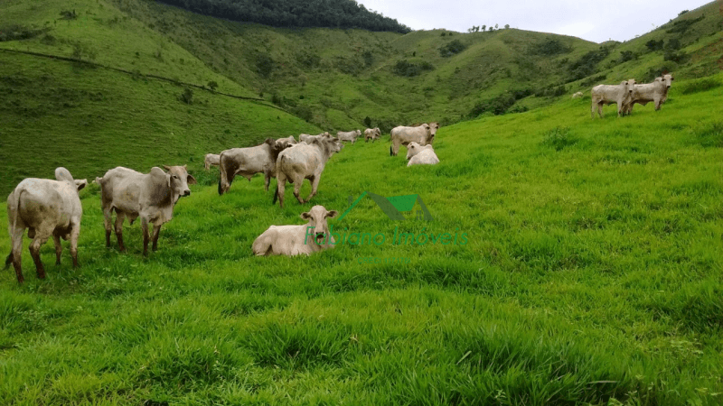 Propriedade rural em Adrianópolis — 1.018 ha — foto 1 de 5