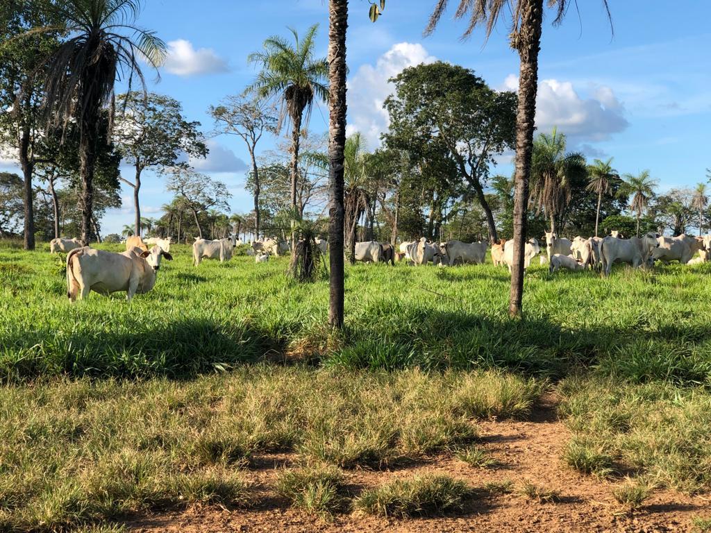 Propriedade rural em Dueré — 2.574 ha — foto 1 de 12