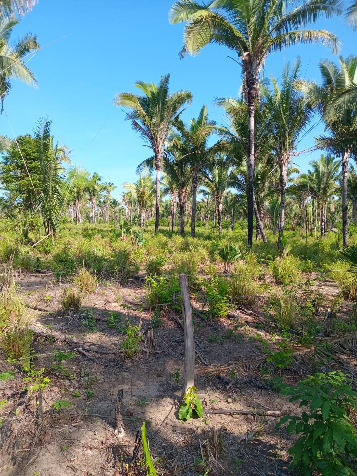 Propriedade rural em Fortuna — 43 ha — foto 1 de 12