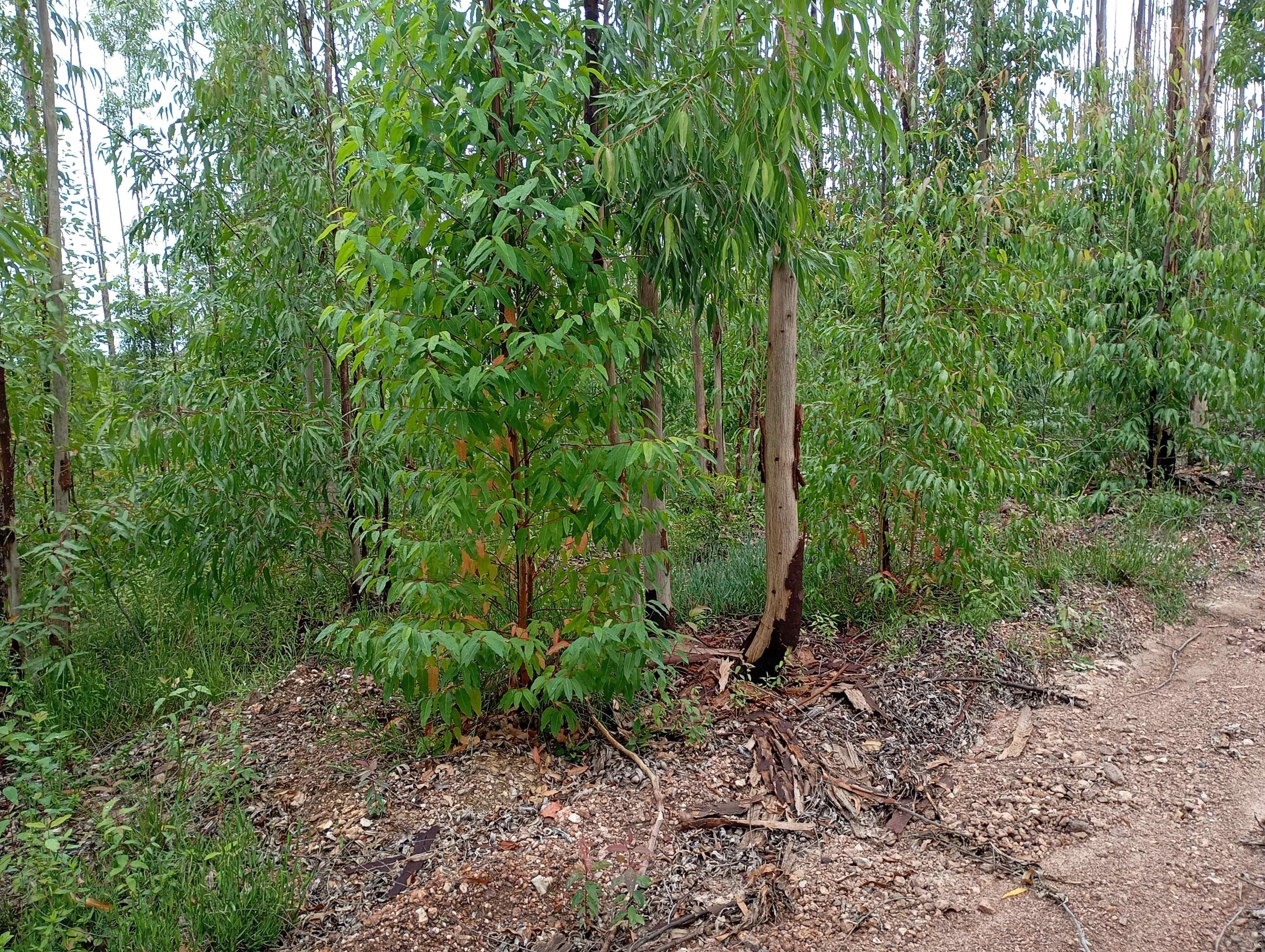 Propriedade rural em São João del Rei — 53 ha — foto 1 de 6