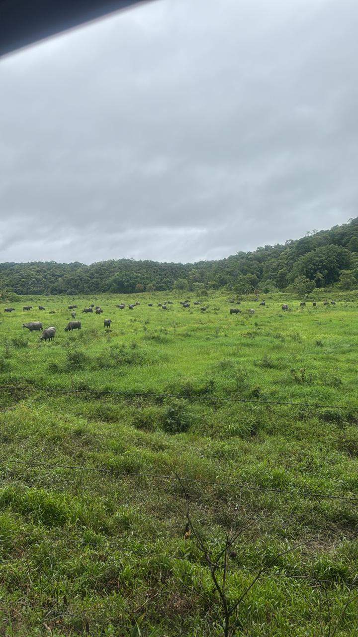 Propriedade rural em Registro — 450 ha — foto 1 de 2