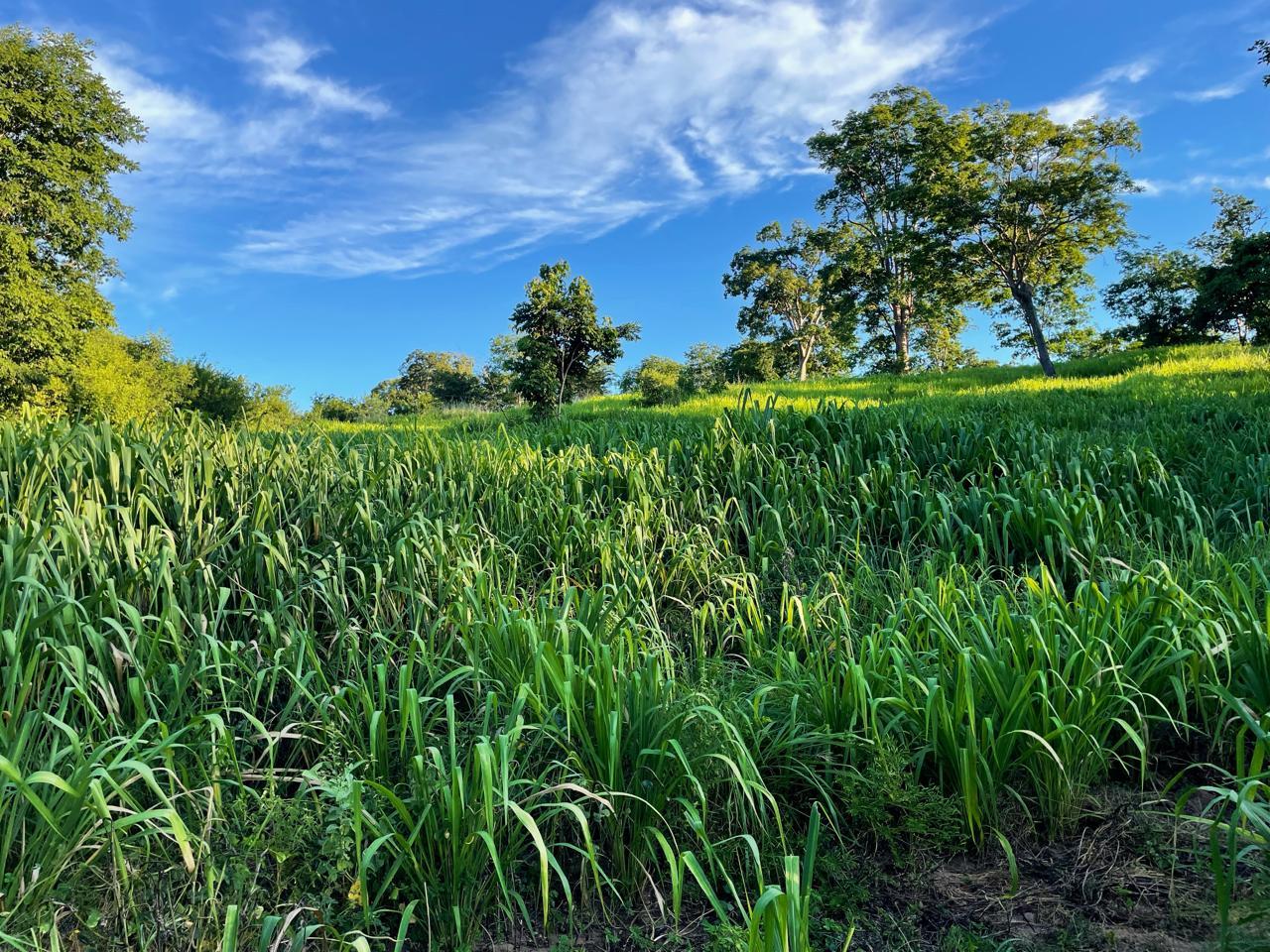 Propriedade rural em Januária — 340 ha — foto 1 de 11