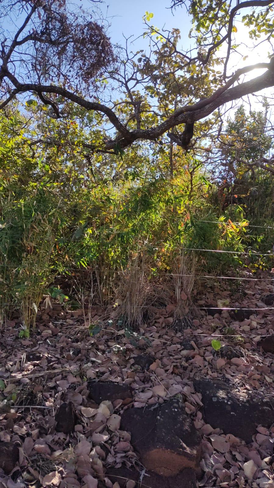 Propriedade rural em Barro Alto — 68 ha — foto 1 de 6