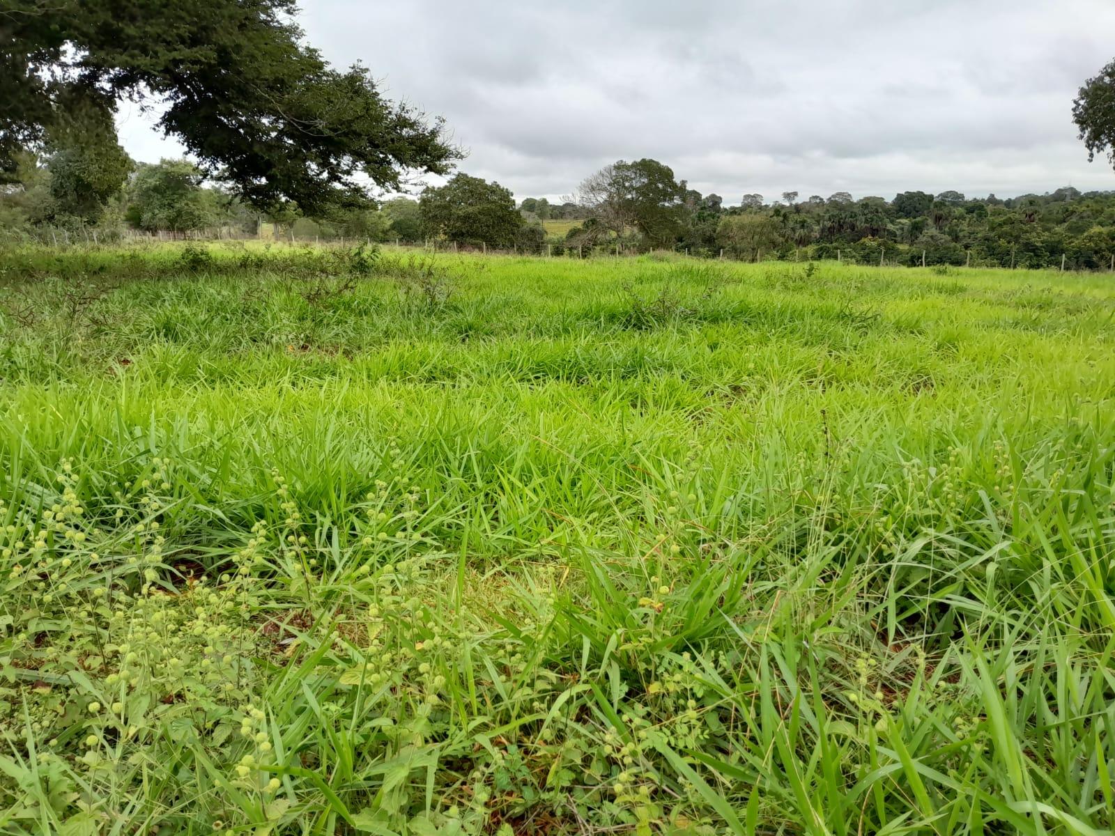 Propriedade rural em Anastácio — 40 ha — foto 1 de 5