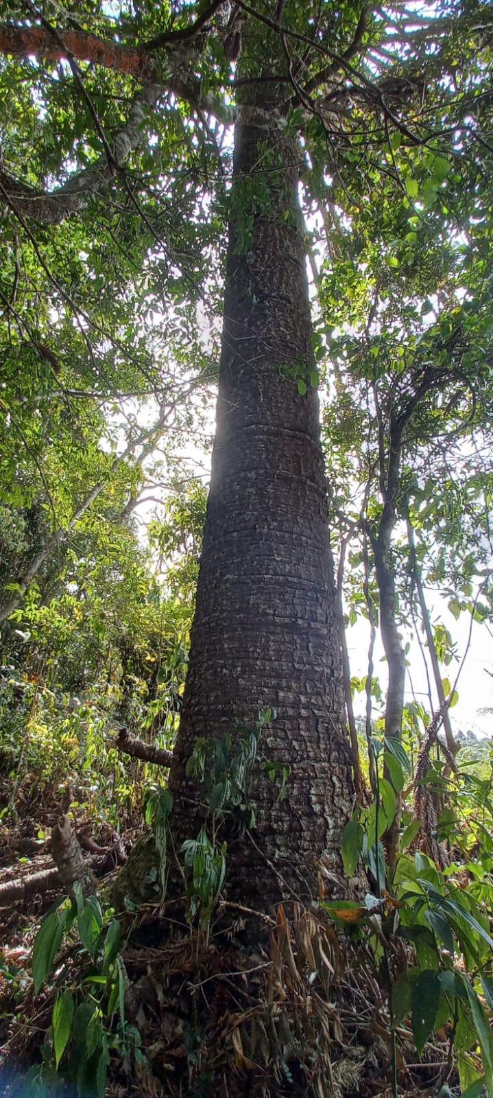 Propriedade rural em Marmelópolis — 31 ha — foto 1 de 9