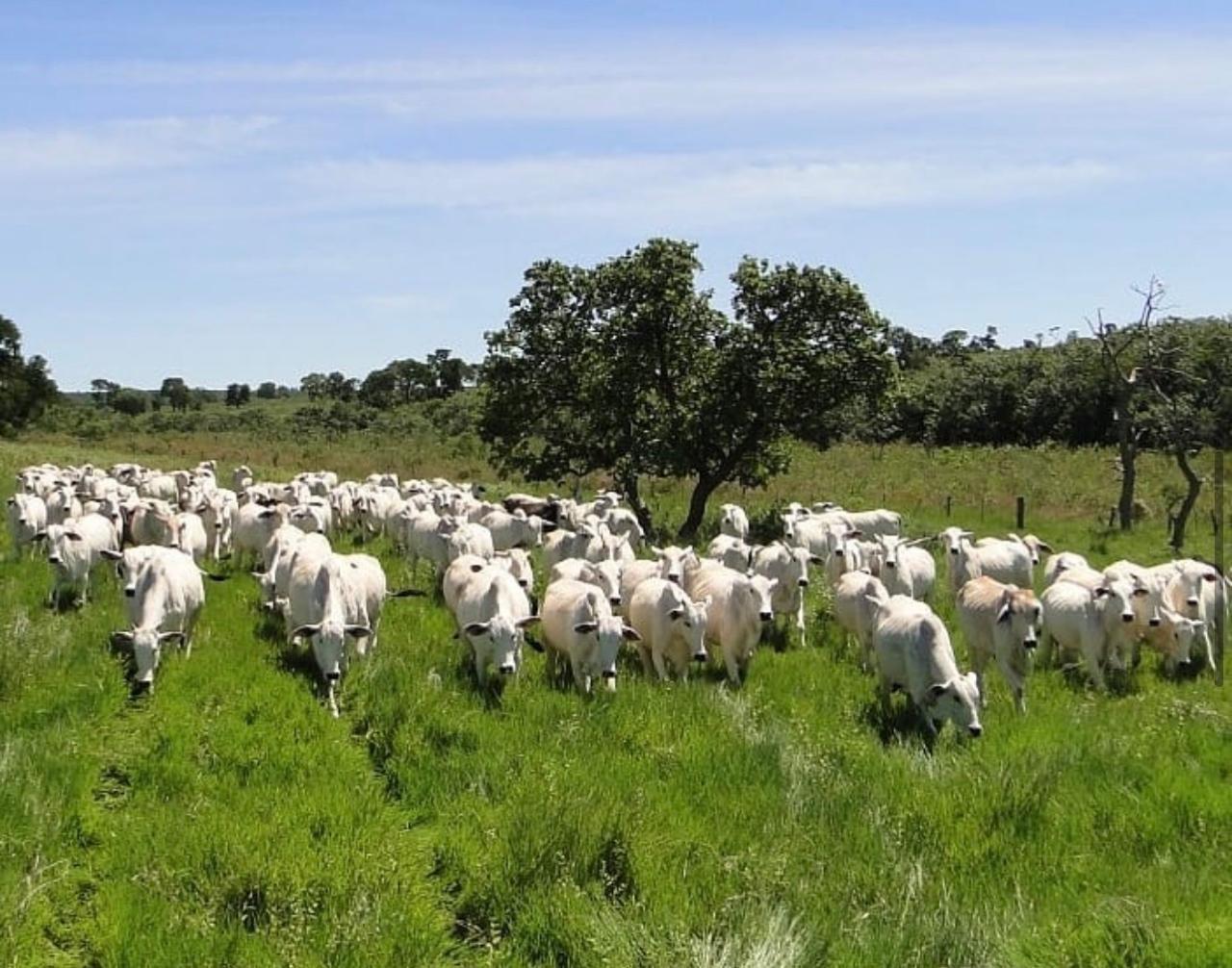 Propriedade rural em Jataí — 8.733 ha — foto 1 de 12