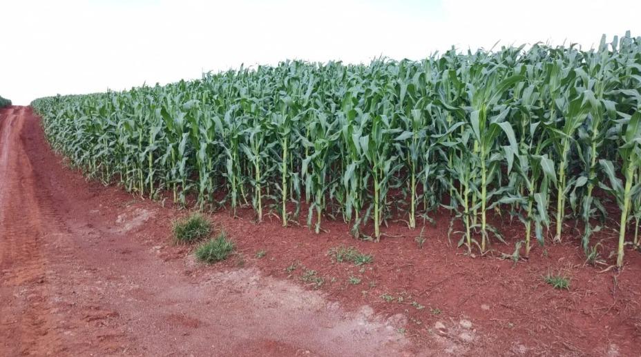 Propriedade rural em Farol — 103 ha — foto 1 de 12