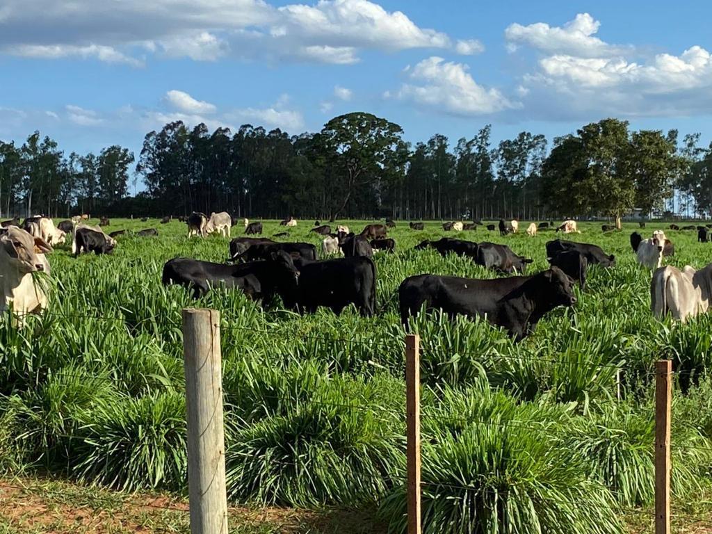 Propriedade rural em Campo Grande — 680 ha — foto 1 de 9