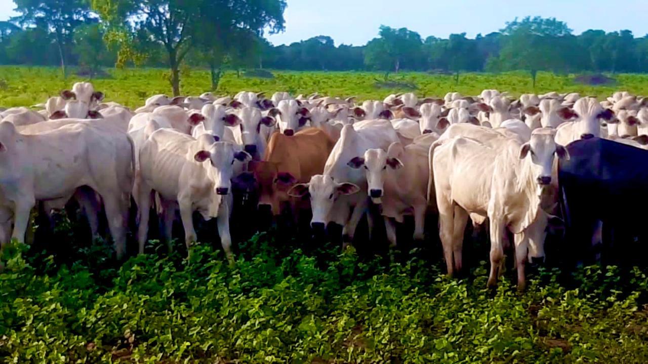 Propriedade rural em Campo Grande — 1.316 ha — foto 1 de 12