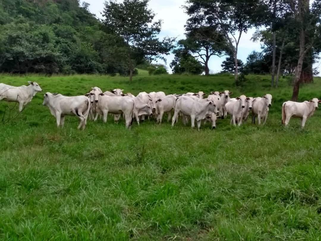 Propriedade rural em Pedra Preta — 2.508 ha — foto 1 de 11