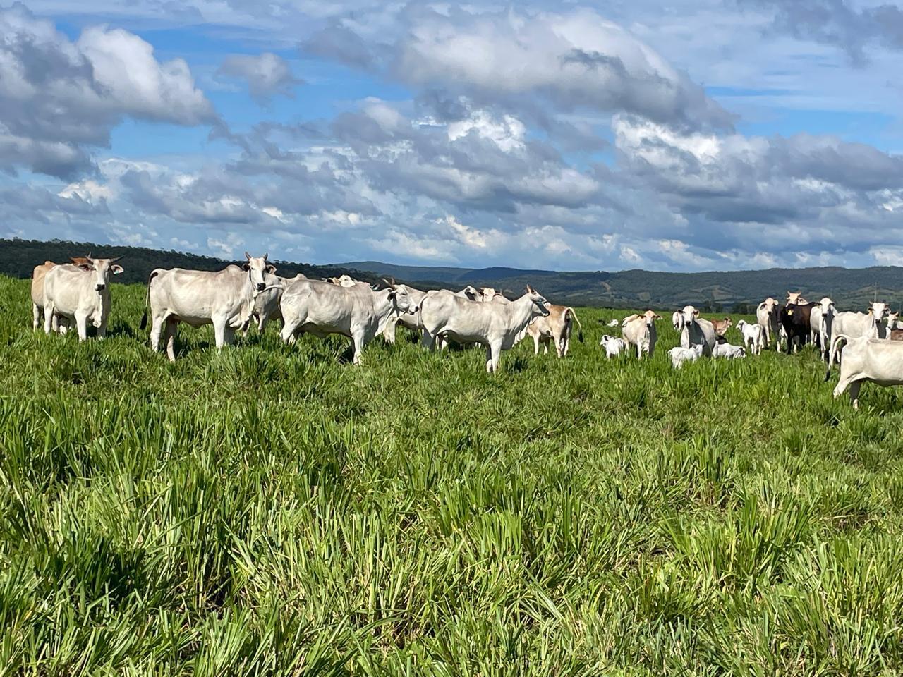 Propriedade rural em Ipameri — 800 ha — foto 1 de 12