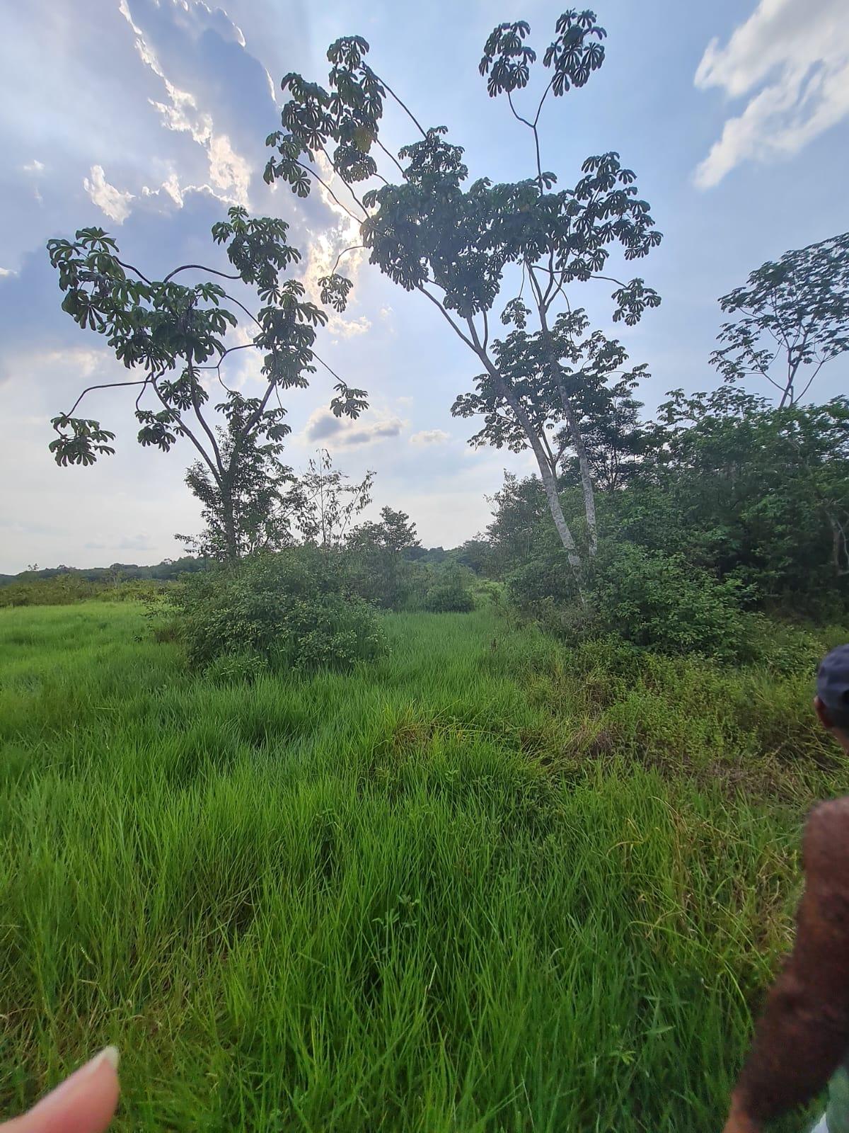 Propriedade rural em Moju — 1.800 ha — foto 1 de 2