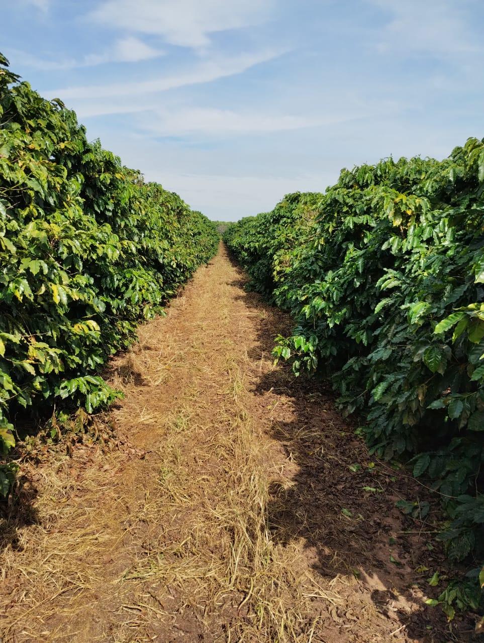 Propriedade rural em Garça — 278 ha — foto 1 de 12