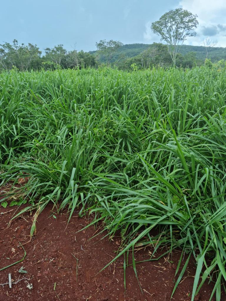 Propriedade rural em Niquelândia — 615 ha — foto 1 de 12